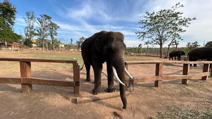 Dubare Elephant Camp