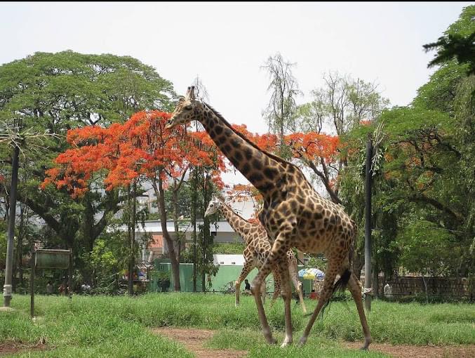 Mysore Zoo
