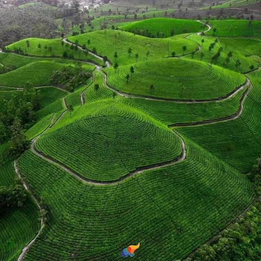 Tea Gardens munnar cabs