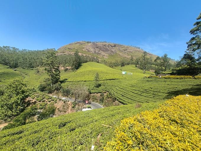Tea Gardens munnar