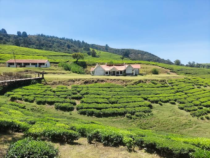 Tea Gardens ooty Cabs