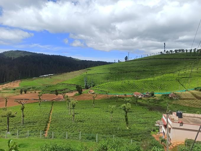 Tea Gardens estates cabs