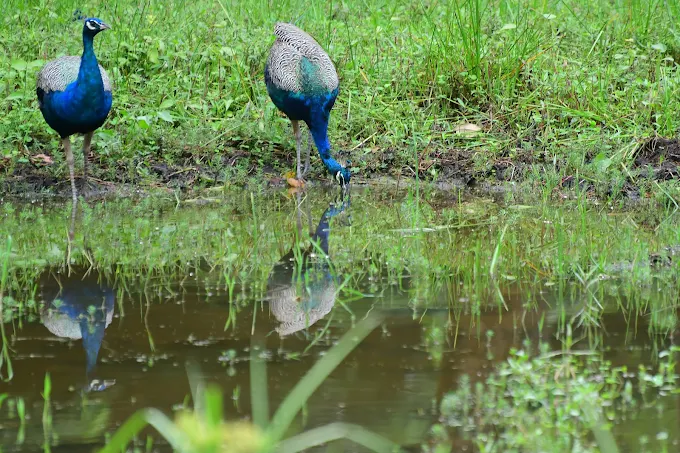 Wayanad Wildlife Sanctuary veecabs Bangalore