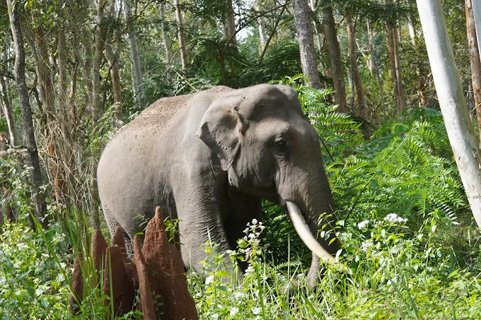 Wayanad Wildlife Sanctuary