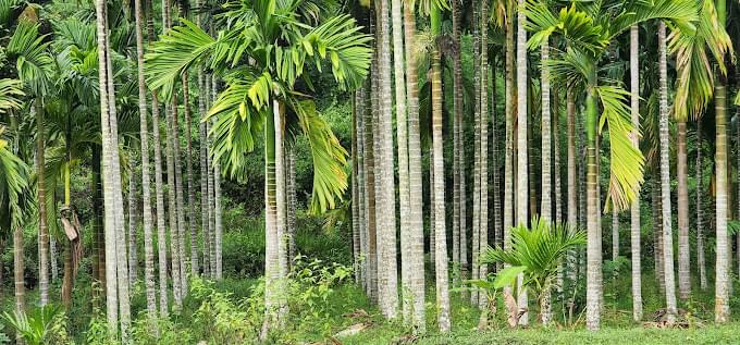 Dandeli Adventure Activities