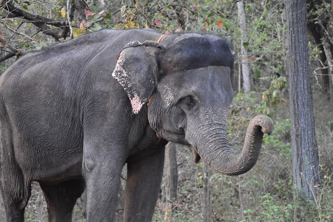 Dandeli Wildlife Sanctuary cabs Bangalore