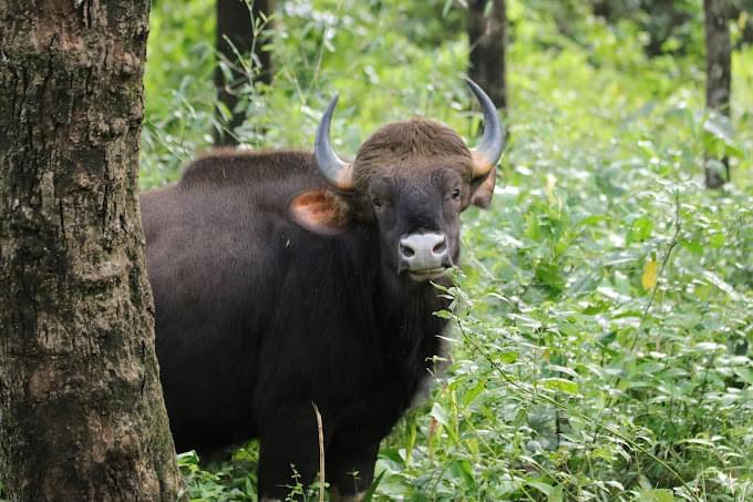 Dandeli Wildlife Sanctuary cabs